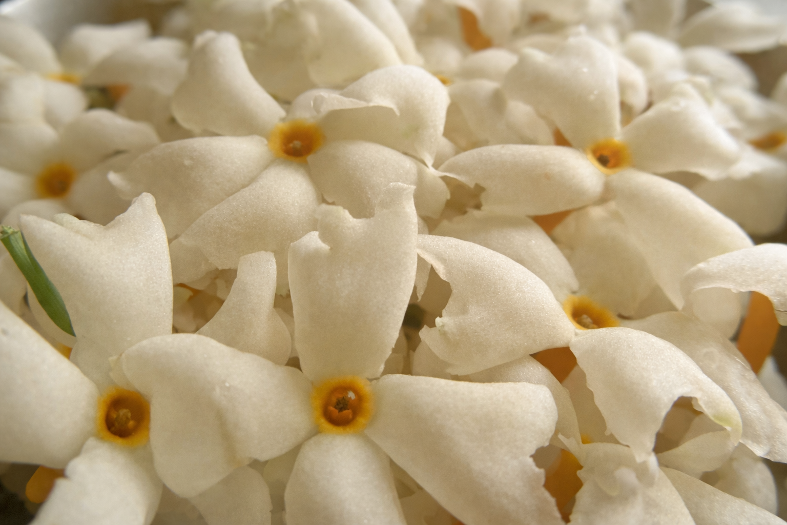 Global Floral & Event Solutions